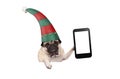 Christmas pug puppy dog with red and green elf hat holding up blank tablet or mobile phone, hanging on white banner Royalty Free Stock Photo