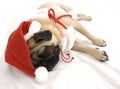 Christmas Pug Sleeping Royalty Free Stock Photo