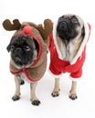 Christmas Pugs Royalty Free Stock Photo