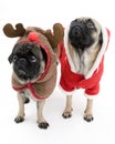 Christmas Pugs