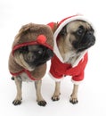 Christmas Pugs Royalty Free Stock Photo