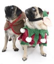 Christmas Pugs Looking Up Royalty Free Stock Photo