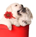 Christmas puppies Royalty Free Stock Photo