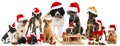 Christmas puppies Royalty Free Stock Photo