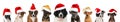 Christmas puppies Royalty Free Stock Photo