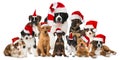 Christmas puppies Royalty Free Stock Photo