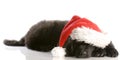 Christmas puppy Royalty Free Stock Photo