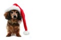 Christmas puppy Royalty Free Stock Photo