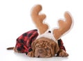 Christmas puppy Royalty Free Stock Photo