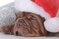 Christmas puppy