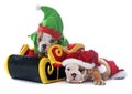 Christmas puppy english bulldog