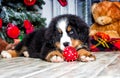 Christmas puppy on New Year`s background