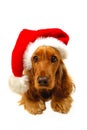 Christmas puppy with Santa hat Royalty Free Stock Photo