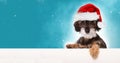 Christmas puppy with santa hat Royalty Free Stock Photo