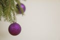 Christmas purple ball on a branch of a Christmas tree Royalty Free Stock Photo