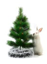 Christmas rabbit