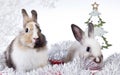 Christmas rabbit