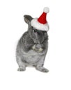 Christmas rabbit in the hat of Santa Claus Royalty Free Stock Photo