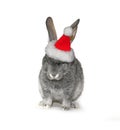 Christmas rabbit in the hat of Santa Claus Royalty Free Stock Photo