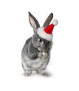 Christmas rabbit in the hat of Santa Claus Royalty Free Stock Photo