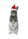 Christmas rabbit in the hat of Santa Claus Royalty Free Stock Photo