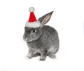 Christmas rabbit in the hat of Santa Claus Royalty Free Stock Photo