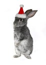 Christmas rabbit in the hat of Santa Claus Royalty Free Stock Photo