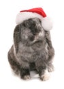 rabbit wearing a christmas hat