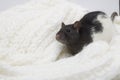 Christmas rat. Little fluffy rat in a white cream knitted scarf. New year mouse. Symbol chinese lunar horoscope Royalty Free Stock Photo
