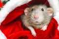 Christmas rat in red santa claus hat looking at camera. New year card mouse. Symbol chinese lunar horoscope 2020. copyspace. Royalty Free Stock Photo