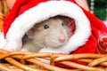 Christmas rat in red santa claus hat looking at camera. New year card mouse. Symbol chinese lunar horoscope 2020. copyspace. Royalty Free Stock Photo