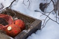 Christmas  red ball and ribbon  in wood tray with dry grass and twig of  tree over white snow background Royalty Free Stock Photo