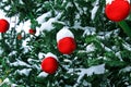 Christmas red balls hanging on a snow-covered branch of a Christmas tree on a festive background of white snow and snowy bokeh Royalty Free Stock Photo