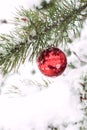 Christmas red balls on pine tree branch covered with snow. Royalty Free Stock Photo