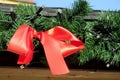 Christmas red bow on green New Year tree branch