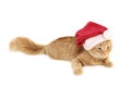 Christmas red cat Royalty Free Stock Photo