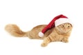 Christmas red cat Royalty Free Stock Photo