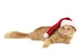 Christmas red cat Royalty Free Stock Photo