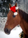 Christmas red don horse in red cap in the winter