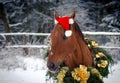 Christmas red don horse in red cap in the winter