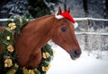 Christmas red don horse in red cap in the winter