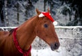 Christmas red don horse in red cap in the winter