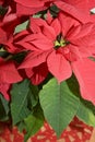 Christmas red flower Royalty Free Stock Photo
