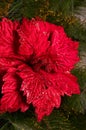 Christmas red flower Royalty Free Stock Photo