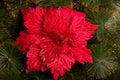 Christmas red flower Royalty Free Stock Photo