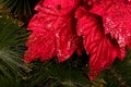 Christmas red flower Royalty Free Stock Photo