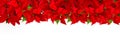 Christmas red flower poinsettia border white background