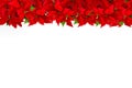 Christmas red flower poinsettia floral background Royalty Free Stock Photo