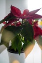 Christmas flower punch pot in the pot on the window Royalty Free Stock Photo