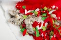 Christmas Red Kitten Playing with Garland Royalty Free Stock Photo